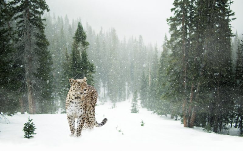 img-Leopard-v-zimnem-lesu-den.jpg